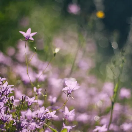 Quinta Do Vale Da Ermida, Private - Heated - Pool Villa